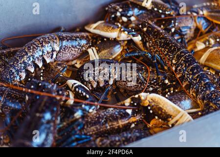 Schaufenster mit frischen lebenden Hummer an einem Fischmarkt im Fischgeschäft. Selektiver Fokus. Speicherplatz kopieren. Stockfoto