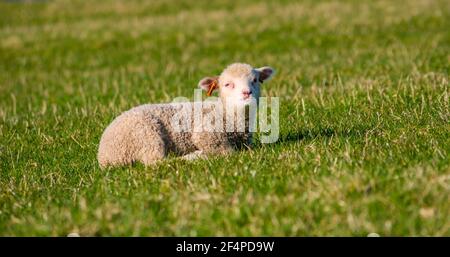 Nette weiße weibliche Shetland Schafe Frühlingslamm im grünen Feld in Sonnenschein, Schottland, Großbritannien Stockfoto