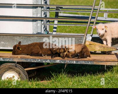 Cute Brown Shetland Schafe Spring Lämmer liegend auf Anhänger im Feld in Sonnenschein, Schottland, Großbritannien Stockfoto