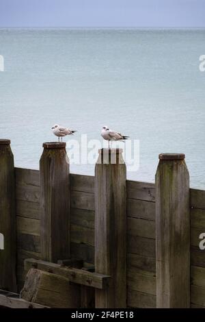 Zwei junge Möwen auf hölzernen Groynes am Eastbourne Beach, England Stockfoto