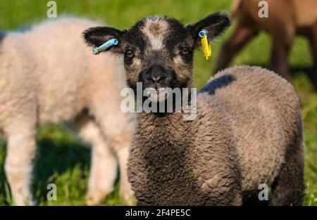 Nahaufnahme von niedlichen männlichen Patmoget farbigen Shetland Schaf Frühlingslamm in grünem Feld in Sonnenschein, Schottland, Großbritannien Stockfoto