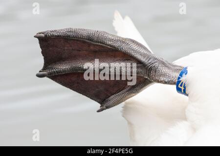 Stumme Schwan (Cygnus olor) Fuß Nahaufnahme zeigt die Webbeet Struktur und Textur des Fleisches. Stockfoto