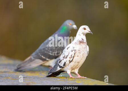 Feral Pigeon (Columba Livia) in einem gesprenkelten weißen Gefieder mit normalem grauem Vogel dahinter, England, UK Stockfoto