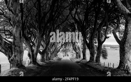 The Dark Hedges, Grafschaft Antrim. Ein sehr gut bekannt Drehort für die Hit-TV-Show Game of Thrones. Stockfoto