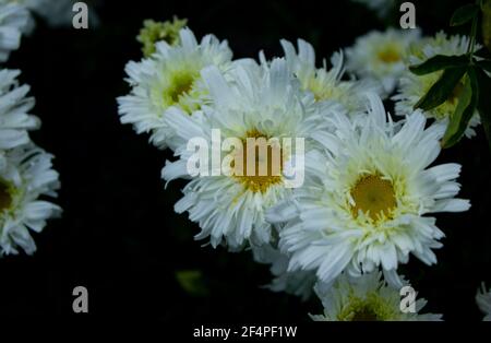 Schöne Aufnahme von weißen Kamille blühenden Pflanzen wächst in einem Garten Stockfoto