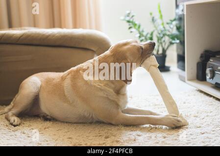 Der Labrador Retriever liegt auf dem Teppich und kaut auf einem Knochen. Stockfoto