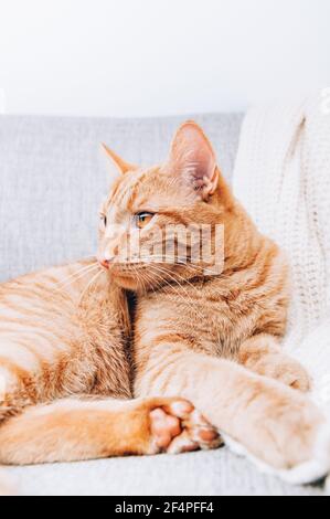 Ginger Katze liegt auf dem Sofa Stockfoto