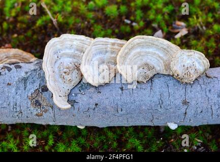 Trametes hirsuta, bekannt als Hairy Bracket Fungus. Stockfoto