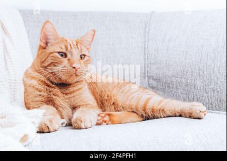 Ginger Katze liegt auf dem Sofa Stockfoto