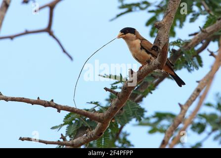 Schwarz-kappiger Wildweber (Pseudonigrita cabanisi) erwachsenes Männchen, das in einem Baum mit Nistmaterial thront Tsavo West NP, Kenia November Stockfoto