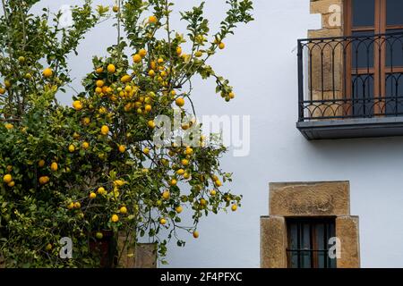 Ein Fragment von rustikalem Haus in Spanien mit weißen Wänden Und einen Zitronenbaum mit frischen bunten Zitronen Stockfoto