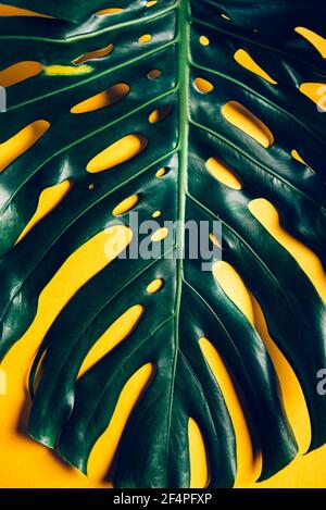 Tropische Monstera Blätter auf gelb Stockfoto