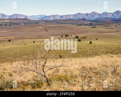 Zwei Wedge-tailed Eagles (Aquila audax) jagen über einem Spinifex-bedeckten Hang mit den FIlnders Ranges im Hintergrund, South Australia. Stockfoto