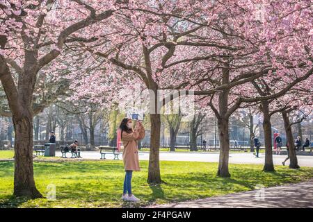 London, Großbritannien. März 2021, 22nd. UK Wetter: Die Kirschblüte erreicht an einem warmen Montagnachmittag im Ravenscourt Park ihren Frühjahrsgipfel. Kredit: Guy Corbishley/Alamy Live Nachrichten Stockfoto
