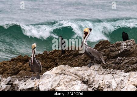 California Brown Pelicans (Pelecanus occidentalis) auf Felsen in der Nähe von Malibu, Kalifornien. Kormorane dahinter; Meer und Brandung im Hintergrund. Stockfoto