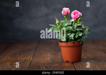 Rosa Rose in einem Topf auf Holztisch. Platz für Text kopieren. Stockfoto