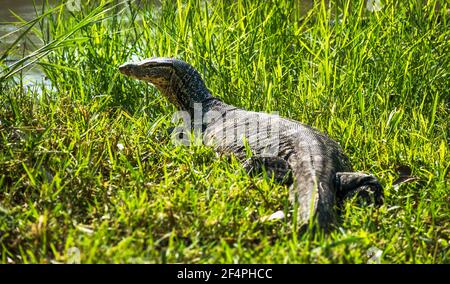 Large Monitor Lizard - Varane auf dem Gras in der Nähe von Riverbank Stockfoto