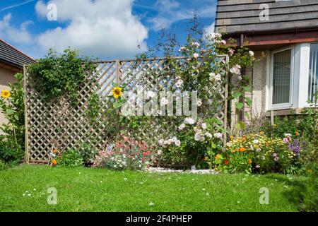 Mit einem Rasenspalier und einer Kletterrose, Rosa „New Dawn“ neben einem Haus. Stockfoto