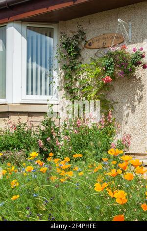 Nahaufnahme von Gartenblumen vor dem Wohnhaus, Blumenaufhängekorb und Gartengrenze mit kalifornischem Mohn im Sommer. Stockfoto