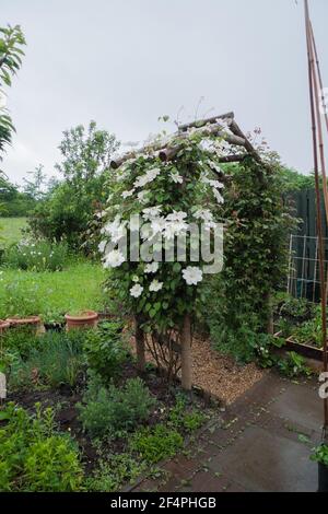 Porträt eines Landhausgartenbogens mit Blumen der Kletterklematis „Guernsey Cream“. Stockfoto