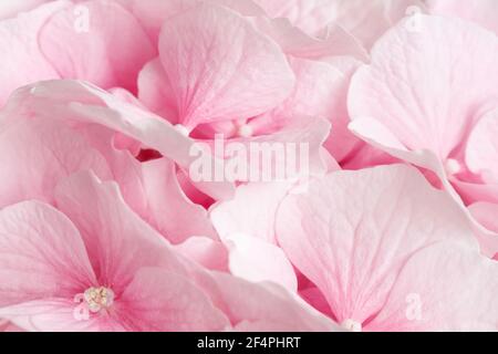 Rosa Hortensien Nahaufnahme. Rosa abstrakte Blumen Hintergrund. Makroblumen. Grußkarte Stockfoto