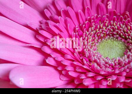 Schöne rosa Gerbera Hintergrund, Makro. Rosa Gänseblümchen Blume aus nächster Nähe. Valentinskarte. Stockfoto
