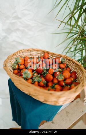 Frische Bio-Erdbeeren in einem Korb über einem blauen Tuch in einer Holztreppe und weißem Hintergrund. Selektiver Fokus Stockfoto