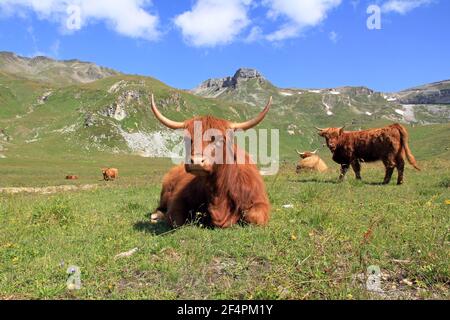 Schottisches Hochlandrind in den Bergen. Ein rotbraunes schottisches Highland-Rind mit großen Hörnern Stockfoto