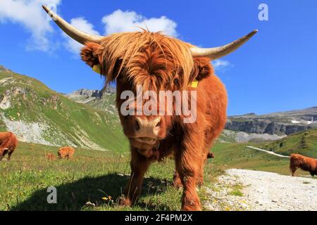 Schottisches Hochlandrind in den Bergen. Ein rotbraunes schottisches Highland-Rind mit großen Hörnern Stockfoto