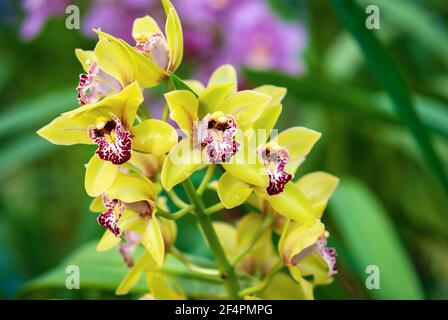 Cymbidium mini Sea Foam gelbe Orchidee in Blüte, Nahaufnahme Stockfoto