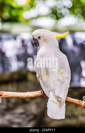 Gelber Crested Cockatoo Barsch auf einem Zweig. Stockfoto