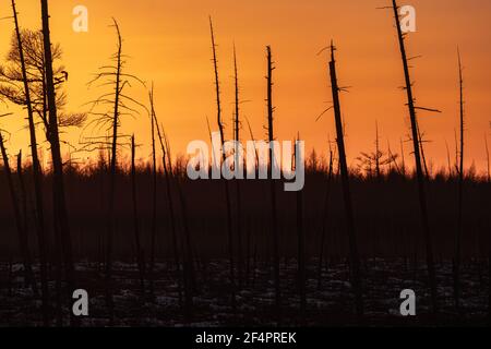 Verbrannte Kiefernstämme nach einem Waldbrand sonniger Sonnenuntergang, Abend im verbrannten Wald. Stockfoto