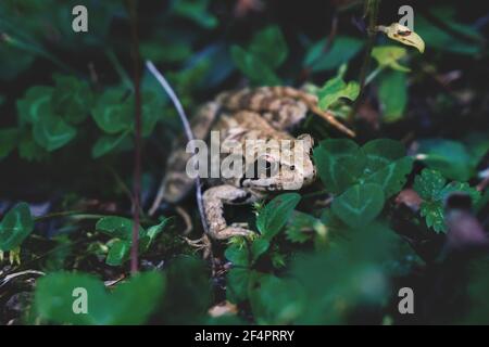 Kleiner gewöhnlicher Frosch, Rana temporia, im Wald zwischen dunkelgrünen Blättern, Österreich Stockfoto