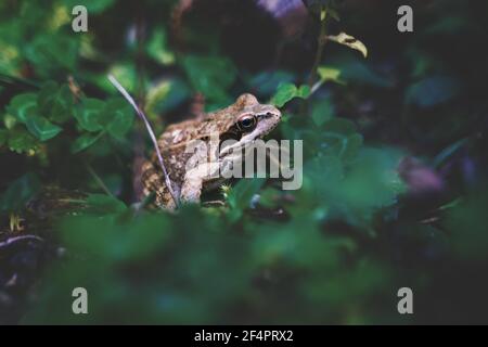 Kleiner gewöhnlicher Frosch, Rana temporia, im Wald zwischen verschwommenen dunkelgrünen Blättern, Österreich Stockfoto