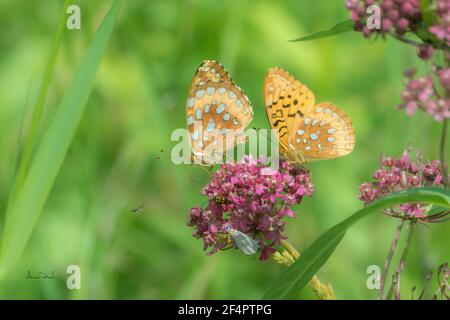 Aphrodite Fritillary (Speyeria aphrodite) Schmetterlinge teilen sich Platz auf rosa Joe-Pye Unkrautblumen, während sie Nektar nippen, Stockfoto
