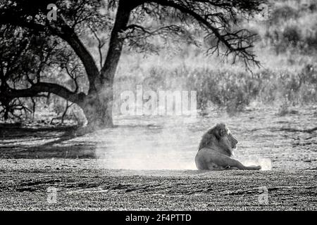 Der Kalahari-Löwe im Kgalagadi Transfontier Park, Südafrika, hat etwas Staub aufgewirbelt. Stockfoto