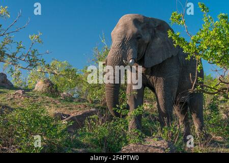 African Elephant (Loxodonta africana) im Kruger National Park, Südafrika, Fütterung in entspannter Haltung neben der Straße. Stockfoto