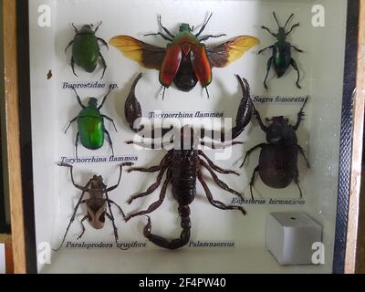 Nahaufnahme von Insekten und Skorpion Stockfoto