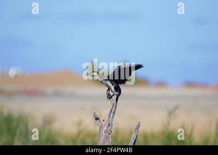 Wenig Trauerschnäpper Kormoran Stockfoto