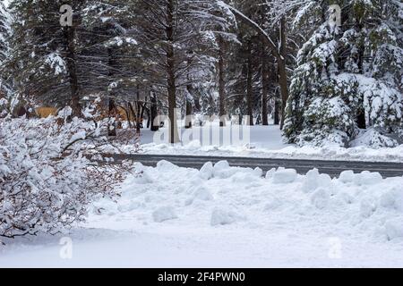 Winterschneelandschaft mit einer gepflügten Straße durch ein Gebiet Von tiefen Schneeansammlungen auf nahe gelegenen Bäumen und Sträuchern Stockfoto