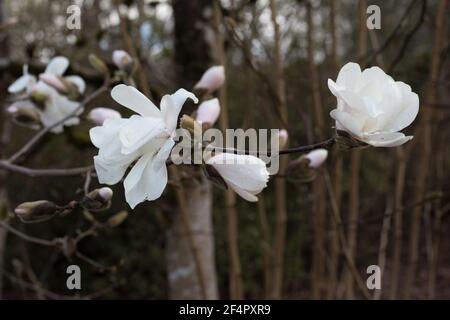 Magnolia x loebneri 'Merrill' Magnolienbaum, Nahaufnahme. Stockfoto