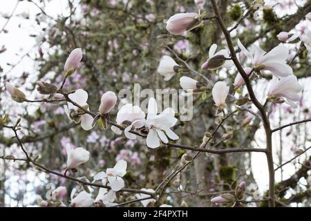 Magnolia x loebneri 'Merrill' Magnolienbaum, Nahaufnahme. Stockfoto