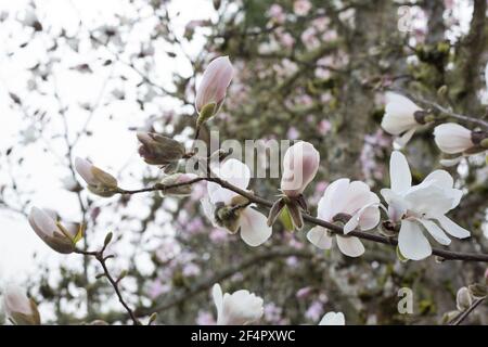 Magnolia x loebneri 'Merrill' Magnolienbaum, Nahaufnahme. Stockfoto