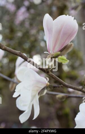 Magnolia x loebneri 'Merrill' Magnolienbaum, Nahaufnahme. Stockfoto