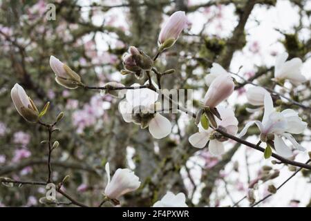 Magnolia x loebneri 'Merrill' Magnolienbaum, Nahaufnahme. Stockfoto