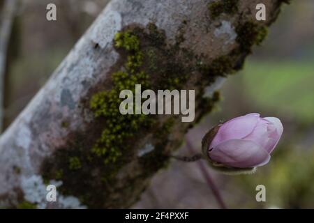 Magnolia x loebneri 'Merrill' Magnolienbaum, Nahaufnahme. Stockfoto