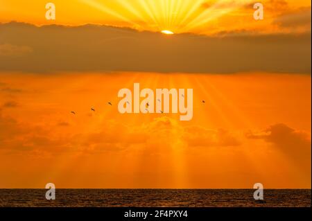 Eine Vogelschar fliegt dem Licht entgegen Sonnenstrahlen gehen vom Ocean Sunset Sky aus Stockfoto