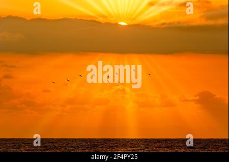 Eine Vogelschar fliegt dem Licht entgegen Sonnenstrahlen gehen vom Ocean Sunset Sky aus Stockfoto