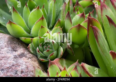 Gruppe einer immergrünen Bodendeckenanlage Sempervivum, bekannt als Houseleek in Steingarten, aus der Nähe Stockfoto