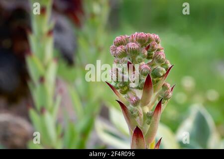 Blüte einer immergrünen Bodendeckenpflanze Sempervivum, bekannt als Houseleek in Steingarten. Stockfoto